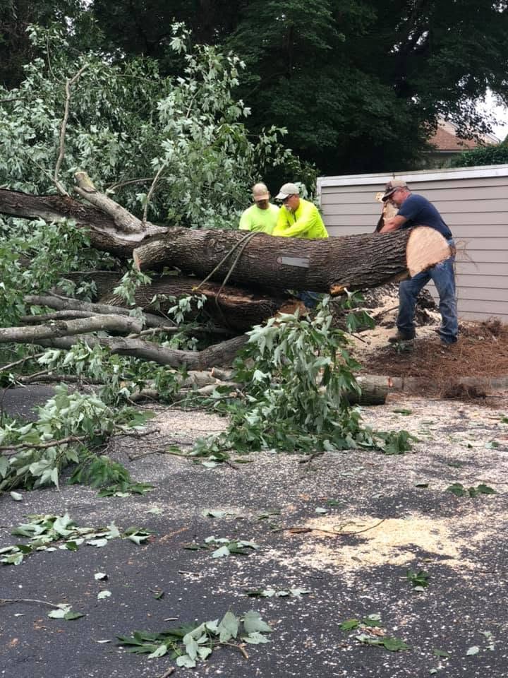 Crew cutting up a large fallen tree trunk