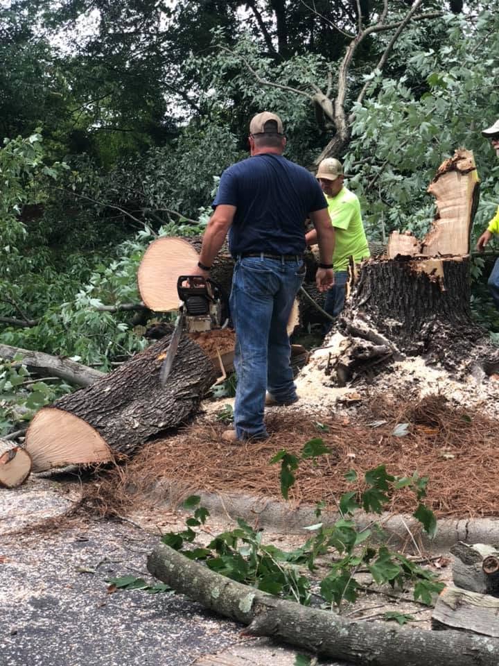 Crew member with a chainsaw beside a cut stump